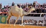 المرور يلزم السائقين المتهورين بالخدمة الاجتماعية بالمستشفيات