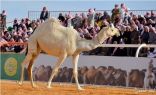 مهرجان الملك عبدالعزيز للإبل يخصص عدة لجان للكشف عن الغش والعبث