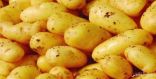 منتجو البطاطس: منتجنا المحلي يفوق المستورد جودة.. وسنحقق الاكتفاء الذاتي