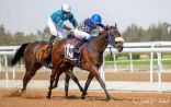 نادي سباقات الخيل يقيم حفله السباقي الحادي عشر ضمن موسم سباقات الخيل للمصيف بالطائف