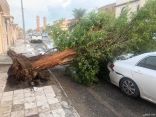 بالصور.. أمطار رعدية مصحوبة بالبرد تقتلع الأسقف والأشجار في الخفجي